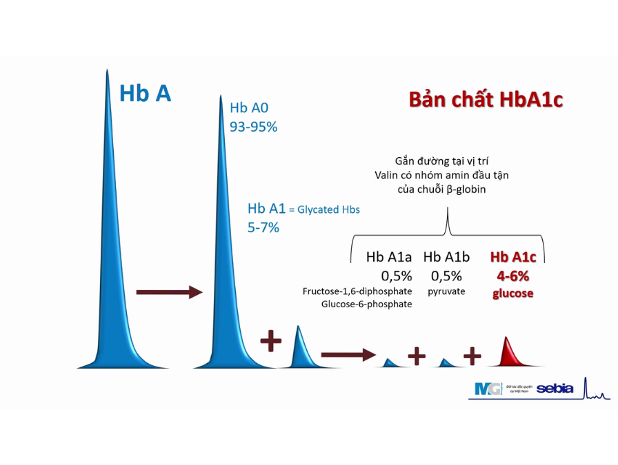 hba1c-sebia-huyet-sac-to-dai-thao-duong